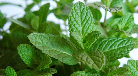 menta